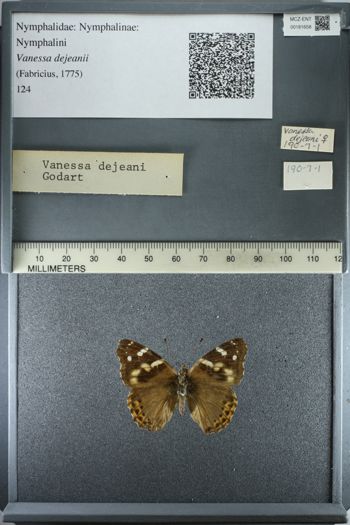 Media type: image;   Entomology 181658